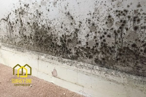 What’s the First Step to Take When You Notice Damp on a Party Wall Camden?